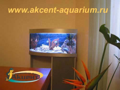 Акцент-аквариум,аквариум угловой 120 литров с гнутым передним стеклом